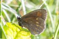 Erebia manto constans-2580- Porté-Puymorens - 27/07/26