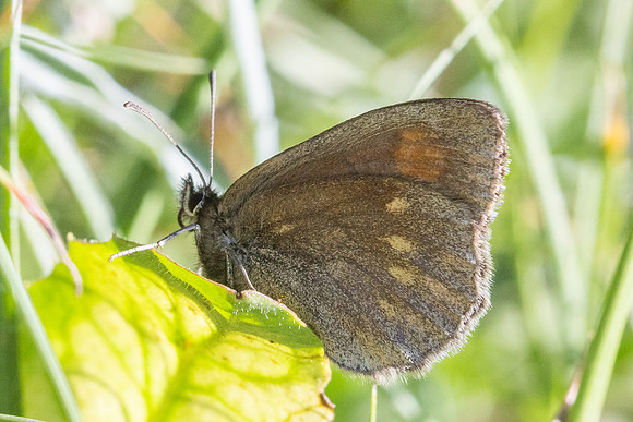 Erebia manto constans-2580- Porté-Puymorens - 27/07/26