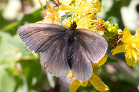 Erebia manto constans-2636- Porté-Puymorens - 27/07/26
