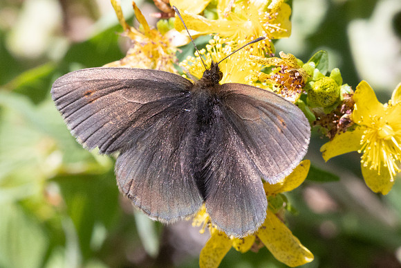Erebia manto constans-2636- Porté-Puymorens - 27/07/26