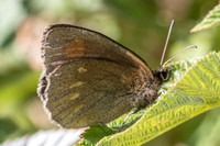 Erebia manto constans-2613 - Porté-Puymorens - 27/07/26