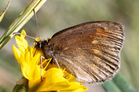 Erebia manto constans-2675 - Porté-Puymorens - 27/07/26