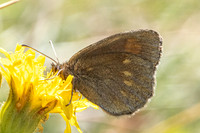 Erebia manto constans-2652- Porté-Puymorens - 27/07/26