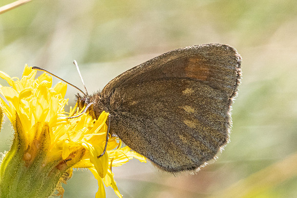 Erebia manto constans-2652- Porté-Puymorens - 27/07/26