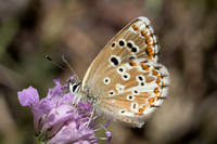 Aricia morronensis-1167 - Llo - 25/07/26