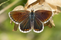 Aricia morronensis-1092 - Llo - 25/07/26