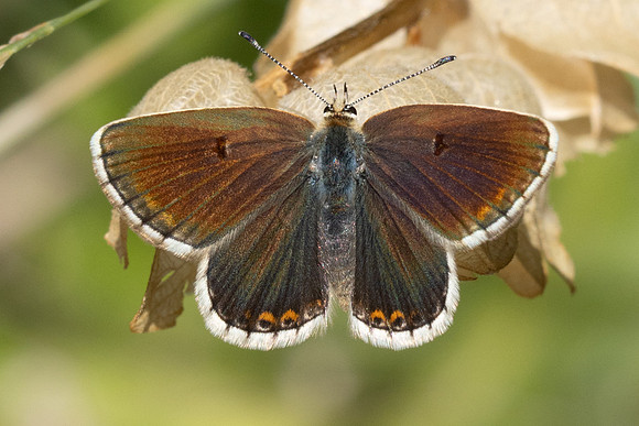Aricia morronensis-1092 - Llo - 25/07/26