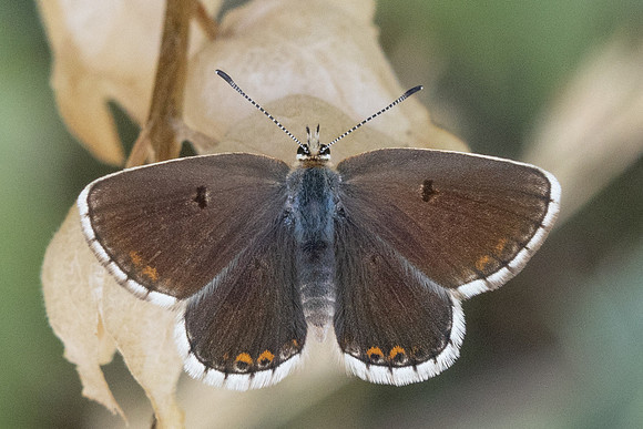 Aricia morronensis-1072 - Llo - 25/07/26
