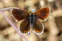 Aricia morronensis-4769 - Llo - 31/07/26