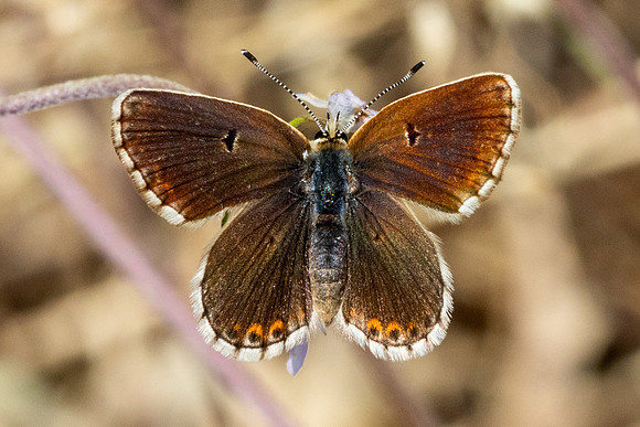 Aricia morronensis-4769 - Llo - 31/07/26