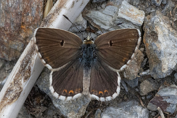 Aricia morronensis-4613- Llo - 31/07/26