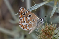 Aricia morronensis-4848- Llo - 31/07/26
