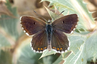 Aricia morronensis-4873- Llo - 31/07/26