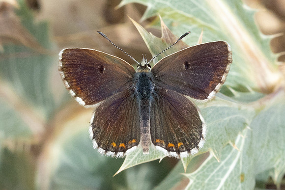 Aricia morronensis-4873- Llo - 31/07/26