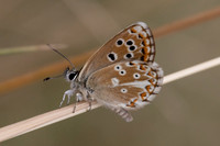 Aricia morronensis-4664- Llo - 31/07/26