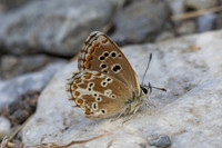 Aricia morronensis-4625- Llo - 31/07/26