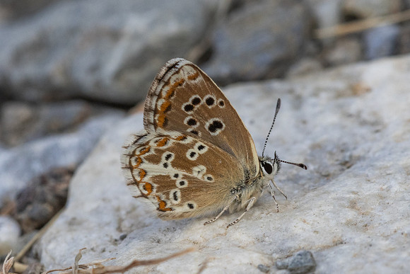 Aricia morronensis-4625- Llo - 31/07/26