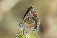 Aricia montensis-1455 - Llo - 25/07/26