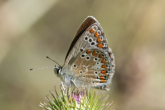 Aricia montensis-1455 - Llo - 25/07/26