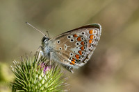 Aricia montensis-1456  - Llo - 25/07/26