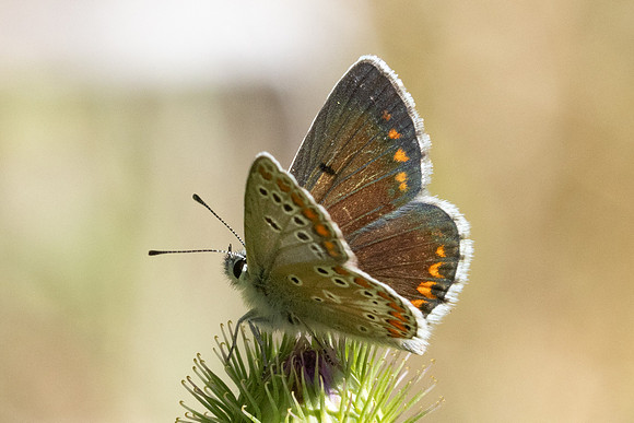 Aricia montensis-1460  - Llo - 25/07/26