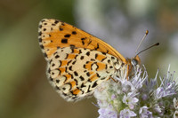 Melitaea ignasiti-0373 - Estavar - 24/07/26