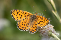 Melitaea ignasiti-0382 - Estavar - 24/07/26