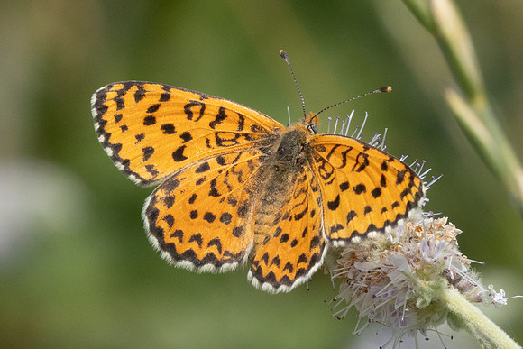 Melitaea ignasiti-0382 - Estavar - 24/07/26