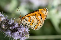 Melitaea ignasiti-5332- Estavar - 2/08/26