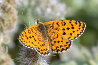 Melitaea ignasiti-0364 - Estavar - 24/07/26