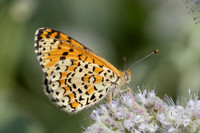 Melitaea ignasiti-0404 - Estavar - 24/07/26