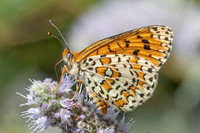 Melitaea ignasiti-5471 - Estavar - 2/08/26