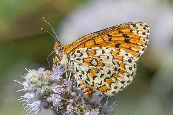 Melitaea ignasiti-5471 - Estavar - 2/08/26