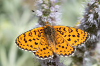 Melitaea ignasiti-5415 - Estavar - 2/08/26