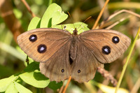 Minois dryas-5598 - Axat - 3/08/26