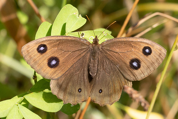 Minois dryas-5598 - Axat - 3/08/26
