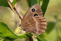 Minois dryas-5711- Axat - 3/08/26