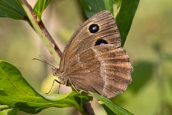 Minois dryas-5711- Axat - 3/08/26