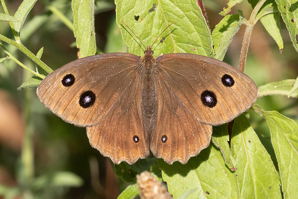 Minois dryas-5632- Axat - 3/08/26