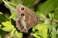 Minois dryas-5762- Axat - 3/08/26