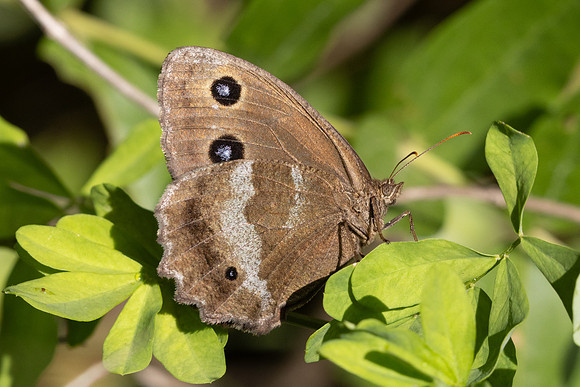 Minois dryas-5762- Axat - 3/08/26