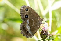 Minois dryas-5836- Axat - 3/08/26