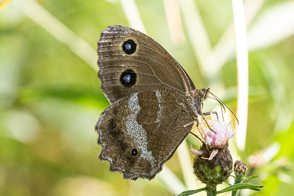 Minois dryas-5836- Axat - 3/08/26