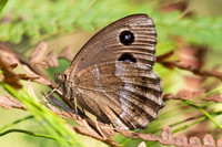 Minois dryas-5795- Axat - 3/08/26