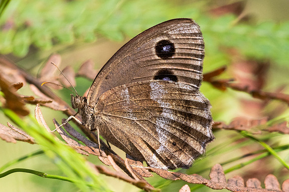 Minois dryas-5795- Axat - 3/08/26