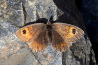 Erebia rondoui-3748