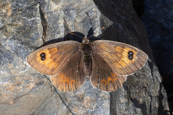 Erebia rondoui-3748