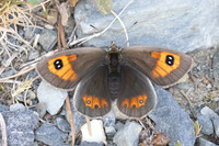 Erebia rondoui-3708 - Err - 29/07/26