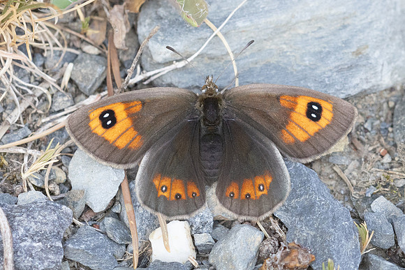 Erebia rondoui-3708 - Err - 29/07/26