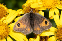 Erebia rondoui-3924 - Err - 29/07/26